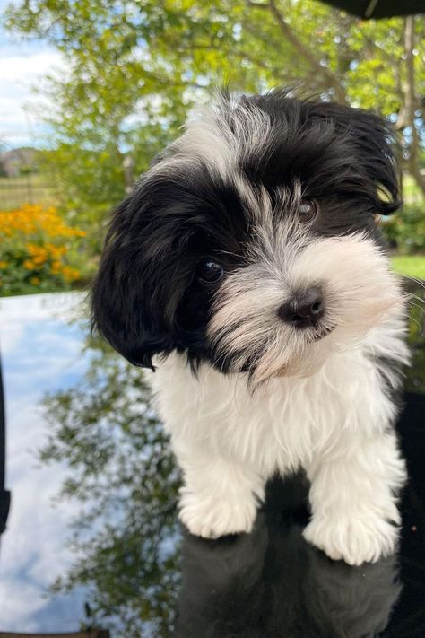 havanese puppies / Mini Havanese Puppies / Fluffy puppies / Small dog breeds Small Fluffy Puppies, Puppy Farm, Havanese Puppies For Sale, Havanese Puppy, Havanese Dog, Puppies Tips, Puppy Proofing, Puppy Grooming, Paper Dogs