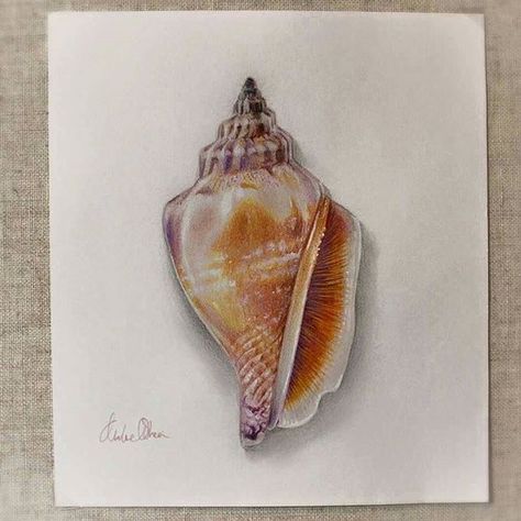 By Chloe O'Shea Seashell Drawing Realistic, Coral Drawing, Sea Paintings, Shell Drawing, Summer Drawings, Pencil Artwork, Prismacolor Art, Seaside Art, Realistic Pencil Drawings