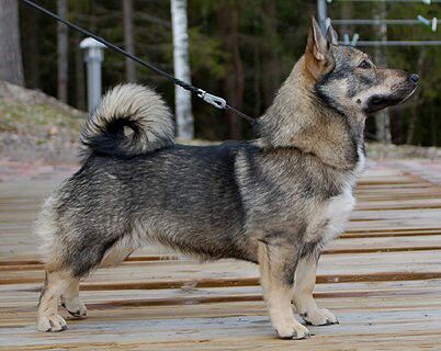 Swedish Vallhund Swedish Vallhund, Akita Inu, Dogs Breeds, Best Beans, Best In Show, Dog Lady, Herding Dogs, Mixed Breed Dogs, Mixed Breed