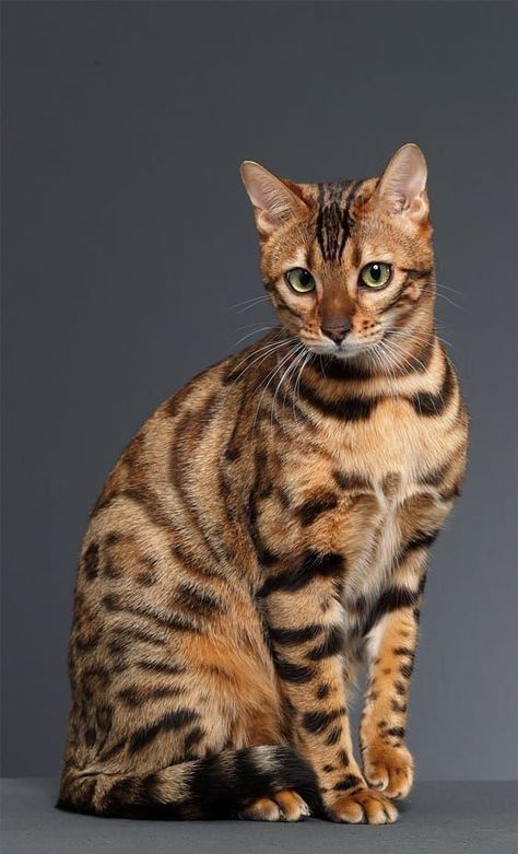 Bengal Cat Aesthetic, Toyger Cat, Pretty Nature, Stunning Nature, Söt Katt, Exotic Cats, Oc Inspo, Gorgeous Cats, Orange Tabby Cats