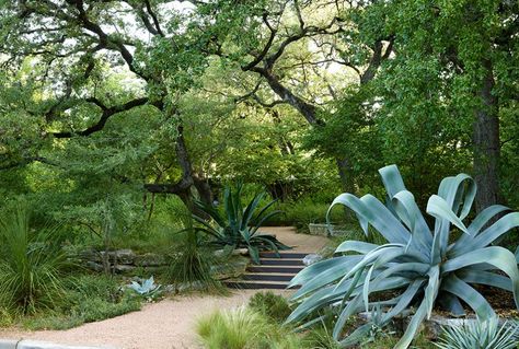 Bridle Path Residence - Ten Eyck Landscape Architects, Inc. Boston Commons, Texas Landscaping, Texas Native Plants, Backyard Garden Layout, Backyard Garden Landscape, Texas Gardening, Landscape Plan, Landscape Architects, The Senses