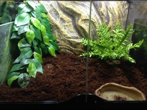 Pac Man Frog, Frog Terrarium, Frog Tank, Pacman Frog, Pet Frogs, Pet Enclosure, Reptile Terrarium, Corn Snake, Reptile Cage