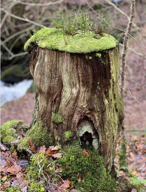 Mossy stump, Arthog Falls, Wales. Photo: Ash Davison. Mossy Stump, Mossy Log, Mossy Tree, Tree Logs, Inktober 2024, Moss Garden, Tree Stump, Reference Photos, Horticulture