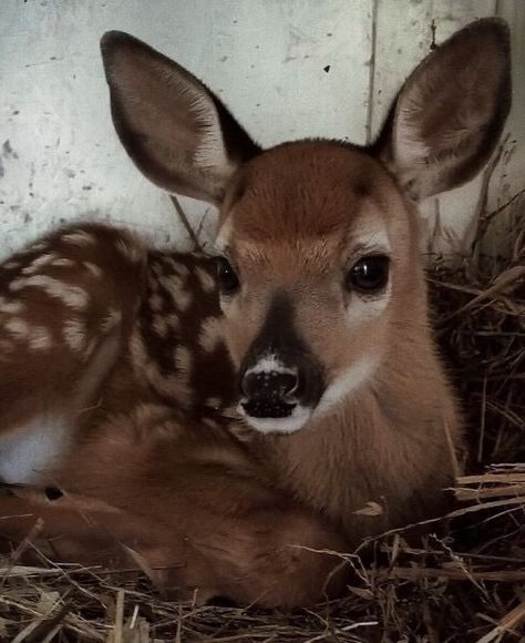 Pretty Animals, Farmers Markets, Old Farmhouse, Baby Deer, Cute Creatures, Cute Little Animals, Animals Friends, Window Sill, The Window