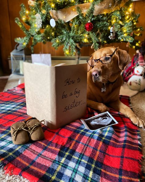 Our first pregnancy announcement! Our pup, Luna, is a huge part if our live. We know she’ll be the beat big sister. 🥰 Christmas Tree Baby Announcement, Christmas Card Baby Announcement, Christmas Maternity Pictures, Christmas Pregnancy Announcement Photos, Maternity Christmas Pictures, Christmas Pregnancy Photos, Winter Pregnancy Announcement, First Pregnancy Announcements, Pregnancy Prayer