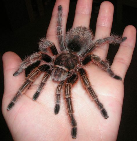 Giant Tarantula spider, Tarantula Pictures, Tarantula Facts, Information, Habitats, News | Most Amazing Things in the World, Incredible, Cool, Unique Things on Earth Rose Hair Tarantula, Pet Tarantula, Tarantula Spider, Spiders And Snakes, Creepy Spider, Giant Spider, Cool Bugs, A Bug's Life, Paws And Claws