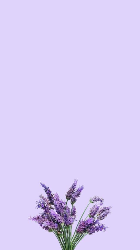 Lavender Aesthetic, Vintage Flowers Wallpaper, Flower Iphone Wallpaper, Sunflower Wallpaper, Purple Wallpaper Iphone, Flower Background Wallpaper, Wallpaper Vintage, Instagram Frame, Minimalist Wallpaper