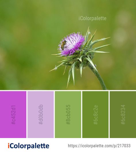 Color Palette Ideas from Silybum Thistle Flower Image Thistle Colour Palette, Thistle Color Palette, Scottish Highlands Color Palette, Scottish Colour Palette, Thistle Color, Thistle Art, Best Color Palettes, Bnb Ideas, Party Palette