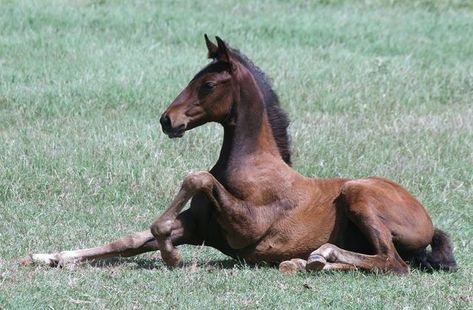 Foal Laying Down, Animal Pose Reference, Animal Poses Reference, Pony Poses, Cheerleader Poses, Horses Photos, Foal Horse, Horse Poses, Animal Poses