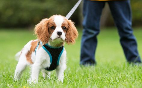 A dog-training expert offers tips for owners on leash-training your puppy and troubleshooting potential problems along the way. Puppy Potty Training Tips, Pocket Beagle, Crate Training Puppy, House Training Puppies, 5 Month Old, Puppy House, Easiest Dogs To Train, Dog Behavior Problems, Potty Training Puppy