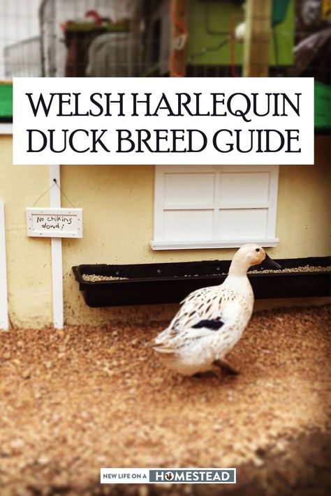 Welch Harlequin Ducks, Ducks Backyard, Welsh Harlequin Duck, Harlequin Duck, Duck Pen, Duck Pens, Homestead Animals, Backyard Ducks, Duck Breeds