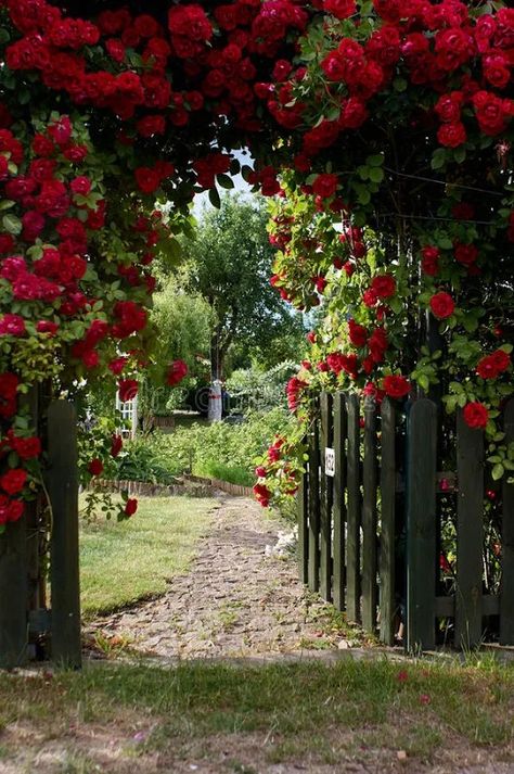 Red Flower Pictures, Yellow Rose Garden, Red Climbing Roses, Climbing Flowers, Royal Garden, Red Rose Flower, Plant Aesthetic, Climbing Roses, Garden Photos