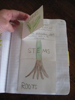 Science Notebooking: Foldables. A site dedicated to teachers interested in adding notebooking to their science curriculum. Foldable Cycle, Plant Cycle, Science Experience, Lap Book, 1st Grade Science, Science Notebook, Interactive Science, Science Notebooks, 4th Grade Science