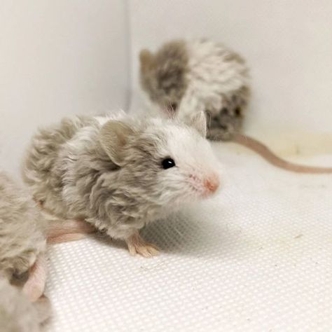 Curly Hair Mouse Mice, Curly Haired Mice, Curly Haired Rat, Curly Mice, Curly Mouse, Mouse Nose, Mouse Aesthetic, Mouse Pet, Pet Mouse