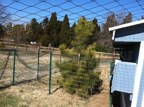 Bird Netting Over Chicken Run, Aviary Netting Chicken Run, Netting Over Chicken Run, Poultry Netting Ideas, Chicken Yard, Backyard Farm, Bird Netting, Chicken Run, Chicken Runs