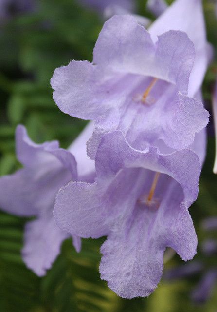 Purple Flowering Tree, Jacaranda Tree, Flowering Tree, Blue And Purple Flowers, Flowering Trees, Flower Beauty, Beautiful Tree, Tropical Flowers, Secret Garden