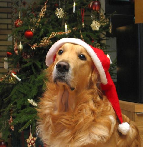 Dog Christmas Photos, Dog Christmas Pictures, Pets Christmas, Christmas Critters, Merry Christmas Dog, Christmas Pets, Golden Retriever Christmas, Animals Jokes, Christmas Cuties