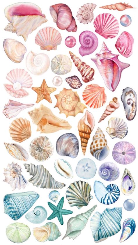 Shell Collage, Seashell Drawing, Beachy Wallpapers, Posters Diy, Shell Drawing, Coastal Wallpaper, Mermaid Pictures, Scrapbook Background, Scrapbook Stickers Printable