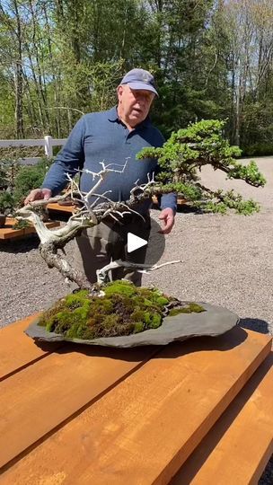 17K views · 658 reactions | Windswept Larch Bonsai🌬 #yamadori #bonsai #larch | Bonsai World | Bonsai World · Original audio Larch Bonsai, Windswept Bonsai, Bougainvillea Bonsai, Bonsai Ideas, Bonsai Trees, Bougainvillea, Bonsai Tree, Trees, Audio