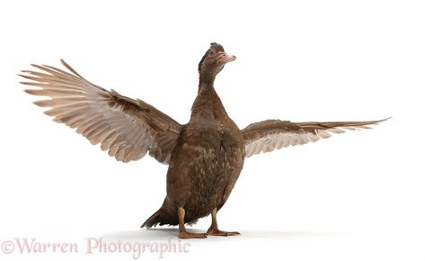 Chocolate Muscovy Duck, wing whirring Duck Wings, Duck Wing, Muscovy Duck, Platypus, Baby Bird, Cute Funny Animals, Background Images, Funny Animals, White Background