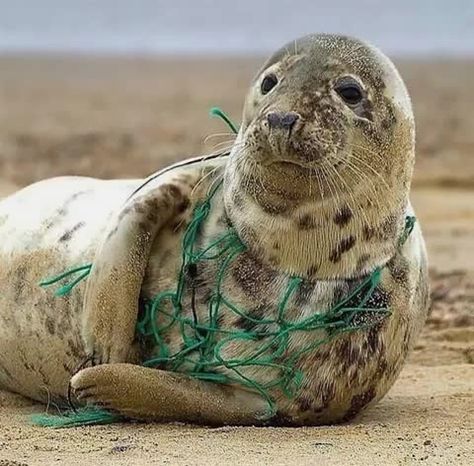 Plastic In The Ocean, Ocean Projects, Fish Underwater, Marine Debris, Ocean Turtle, Ocean Pollution, Save The Whales, Wildlife Pictures, Sea Nature