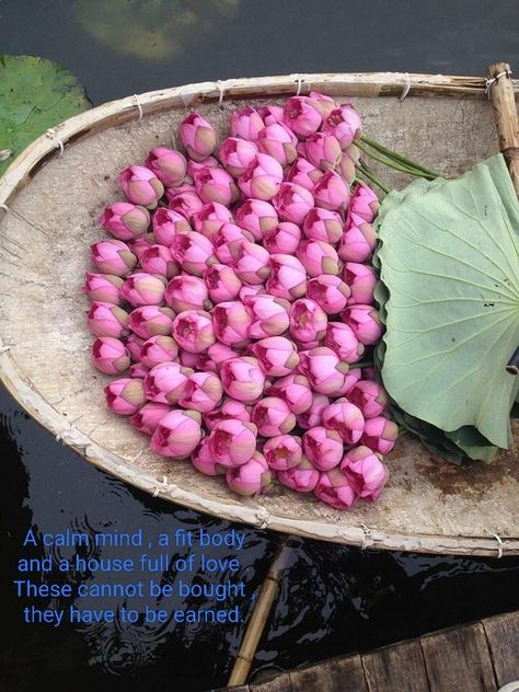 Thai Lotus Flower, Pink Lotus Flower, Lotus Flower Pictures, Lotus Plant, Lotus Flower Art, Nothing But Flowers, Pink Lotus, Flower Therapy, Lotus Flowers