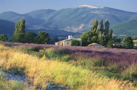 Countryside Picnic, Lavender Inspiration, France Landscape, Best Vacation Destinations, Landscape Photography Nature, Landscape Art Painting, Provence France, French Countryside, Lavender Fields