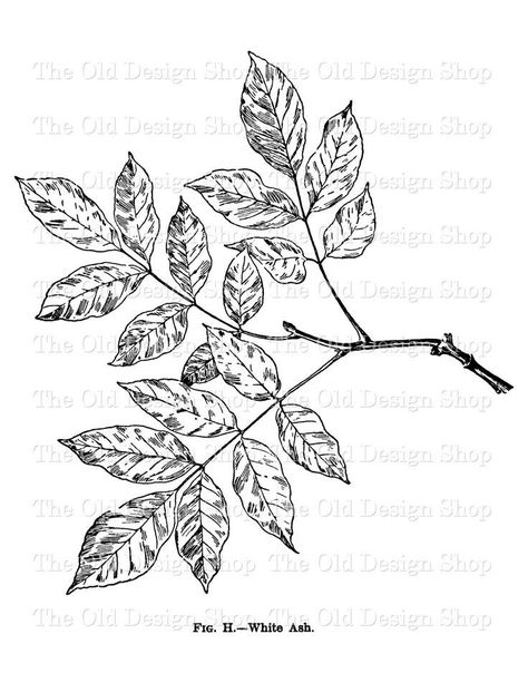 Ink Practice, Ash Leaves, Leaf Clip Art, Ash Leaf, Leaves Sketch, Leaf Tattoo, Printable Vintage Art, Leaves Illustration, Leaf Drawing