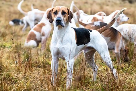 Harrier Dog, Foxhound Dog, Fox Hound, English Foxhound, Hunting Dogs Breeds, English Coonhound, Tattoos For Dog Lovers, American Foxhound, Rare Dogs