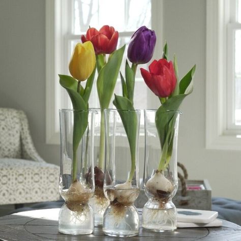 Bulbs In Water, Plant Hardiness Zone Map, Growing Bulbs, Hydroponic Growing, Tulip Bulbs, Dappled Light, Spring Flowering Bulbs, Light Blue Flowers, Rock Decor