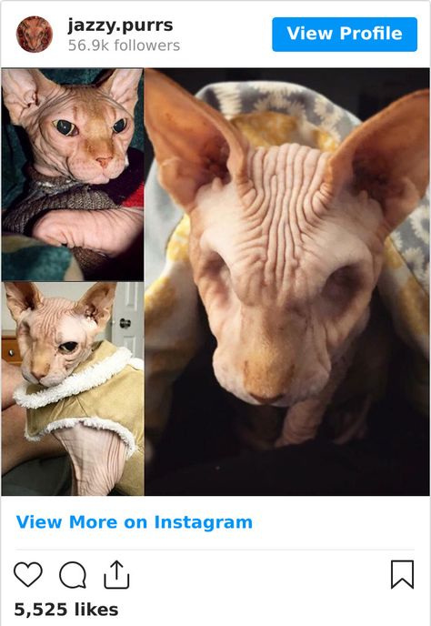 Jazzypurrs Cat, Setting Picture, Sphynx Cat Side View, Egyptian Sphynx Cat, Hairless Cat Sphynx, Eyeless Sphynx Cat, Sphynx Cat Sitting, Internet Famous, Not Surprised