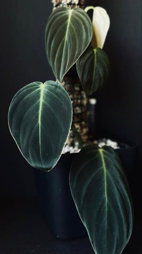 Philodendron indoor plant Philodendron Aesthetic, Philodendron Varieties, Green Houseplants, Interior Nature, Plant Parenthood, Plant Wishlist, Plant Goals, Philodendron Plant, Plants Indoor