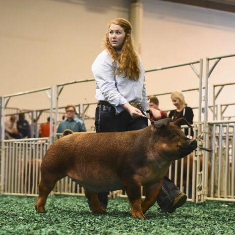 Show Pigs Tips, Showing Pigs, Pig Names, Show Pigs, Livestock Photography, Livestock Judging, Show Animals, Pig Showing, Show Cows