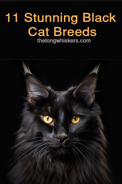 Black cat Black Cat Breeds Long Hair, Long Haired Black Cat, Black Cat Breeds, Fluffy Black Cat, Russian Cat, Most Popular Cat Breeds, Rare Cat Breeds, Bombay Cat, Cute Cat Face