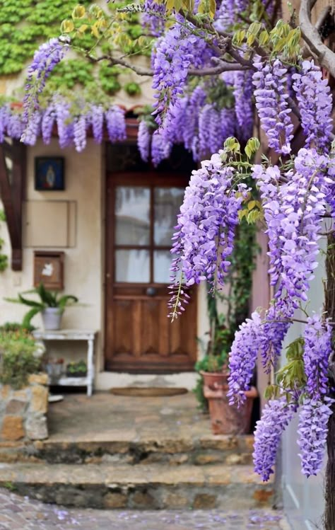 Learn the pros and cons of growing whimsical wisteria in your garden before you choose whether to add this flowering vine to your yard. Wisteria Sinensis, Wisteria Plant, Wisteria Flowers, Flowering Cherry Tree, Wisteria Tree, Purple Wisteria, Lilac Tree, Flowers Growing, Purple Plants