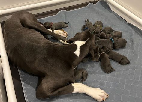 Dog Labor And Delivery, Great Dane Names, Black Great Dane Aesthetic, Great Dane Rescue, Great Dane Brown, Great Dane Fawn, Mood Vibes, Neapolitan Mastiffs, Pregnant Dog