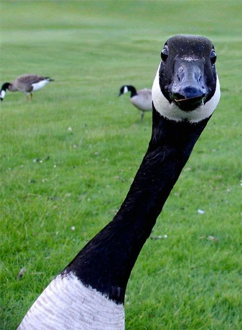 Strike A Pose Spring is in the Air Geese Pictures, Colorado Animals, Goose Pictures, Goose Funny, Swan Pictures, Canadian Geese, Canada Geese, Duck Pictures, Mallard Ducks