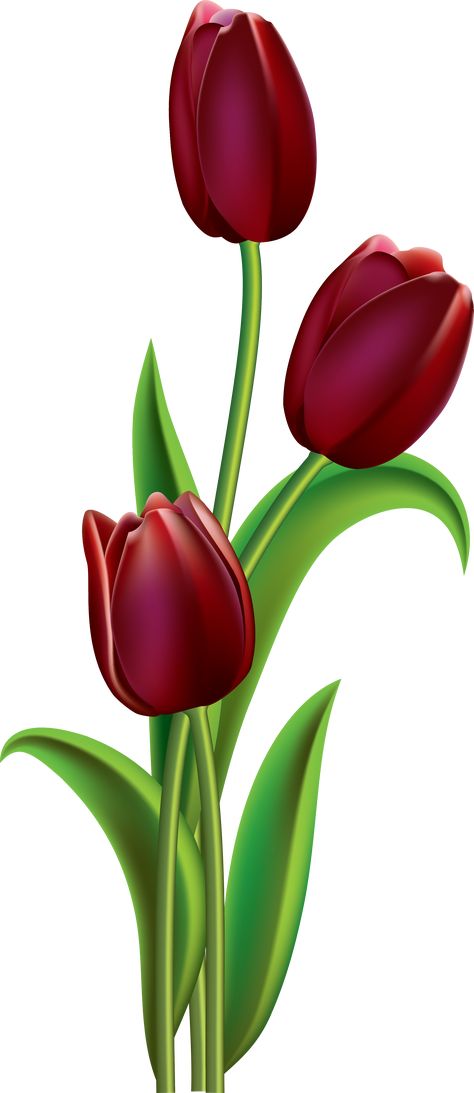 0_11c061_1377851c_orig (2167×5000) Tulip Flower Drawing, Tulip Drawing, Tulips Art, Flower Art Painting, Tulips Flowers, Flower Images, Flower Pictures, Fabric Painting, Flower Wallpaper