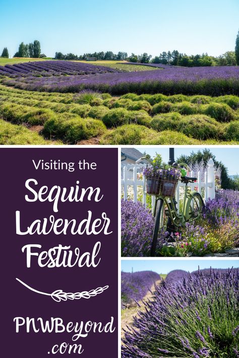 Every year in July, Sequim, WA holds its annual lavender festival. Sequim has a great climate for growing the heavenly purple stuff so it has tons of lavender farms you can visit. Here's more about the festival with a map of area farms. Hopefully, we'll be able to go in July 2020! #lavender #sequim #washingtonstate #pnw #sequimlavenderfestival Sequim Washington, Lavender Festival, Northwest Flowers, Pacific Northwest Travel, Washington State Travel, Purple Stuff, Visit Usa, Western Washington, Mount Rainier National Park