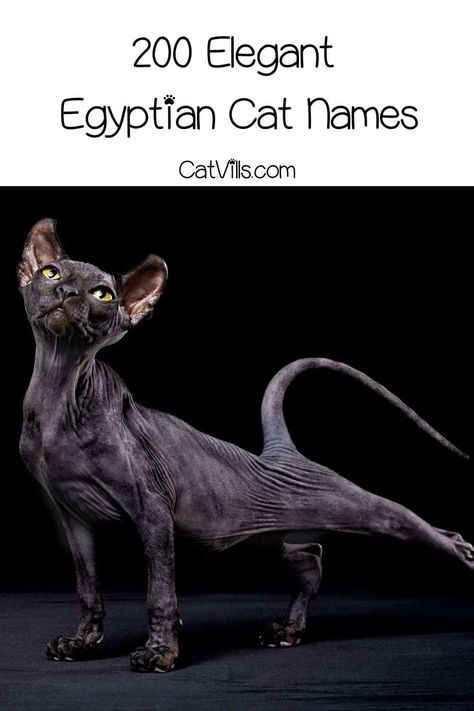 Looking for unique cat monikers? The Egyptian cat names we've listed are truly beautiful & they really are actual Egyptian names for Sphynx cats. Check them out! Sphynx Cat Names, Pharoah Egyptian, Boy Cat Names, Unique Cat Names, Regal Names, Egyptian Names, Egyptian Cats, Cat Dark, Sphynx Cats