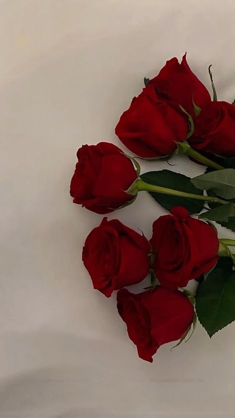 Wallpaper Backgrounds Red Roses, Rosa Aesthetic Flor, Red Roses Aesthetic Wallpaper Iphone, Aesthetic Rose Wallpaper Iphone, Red Rose Wallpaper Aesthetic, Aesthetic Red Rose Wallpaper, Flor Rosa Aesthetic, Red Core Aesthetic Wallpaper, Red Flowers Aesthetic Wallpaper