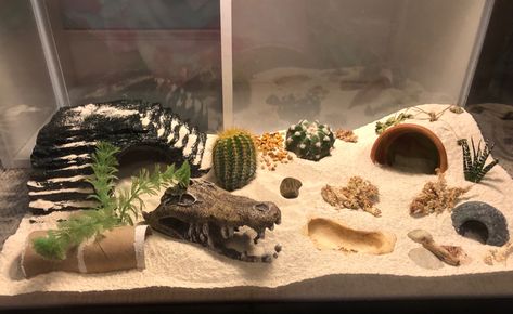 Pet Beetle Tank, Pet Beetle Enclosure, Desert Reptile Terrarium Ideas, Reticulated Python Enclosure, Diy Leopard Gecko Enclosure, Desert Enclosure, Beetle Enclosure, Beetle Terrarium, Bug Enclosure