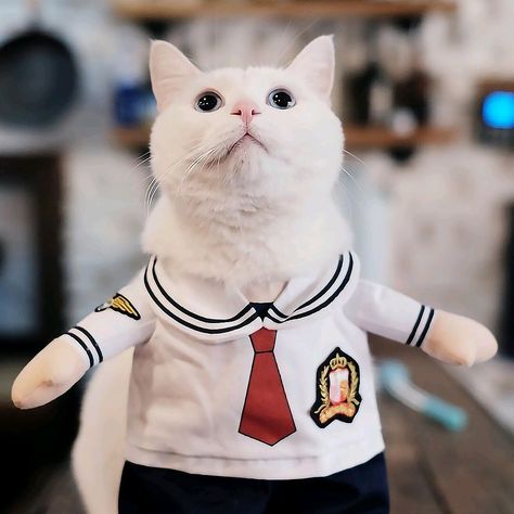 With lovely school uniforms Cat Cafe Uniform, Cafe Uniform, Cat Cafe, School Uniforms, Cafe, Memes, Quick Saves