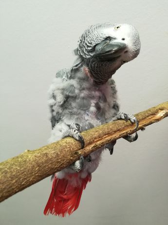 Homemade Bird Toys, Parrot Care, Congo African Grey, African Birds, Senegal Parrot, Talking Parrots, Parrot Pet, Grey Parrot, Important Things To Know