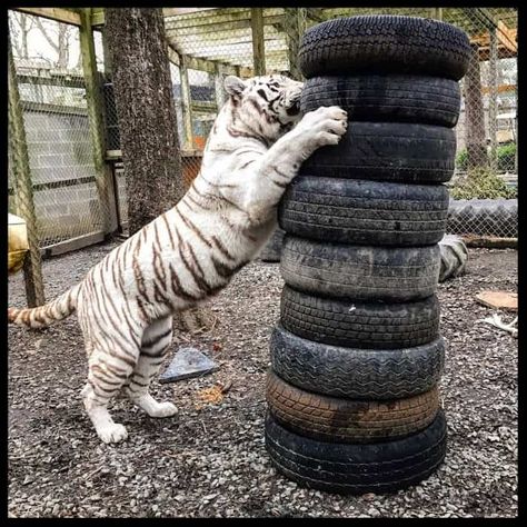 Horse Enrichment, Primate Enrichment, Zoo Enrichment, Cat Enrichment, Artificial Grass Mat, Enrichment Projects, Animal Enrichment, Honolulu Zoo, Old Fences