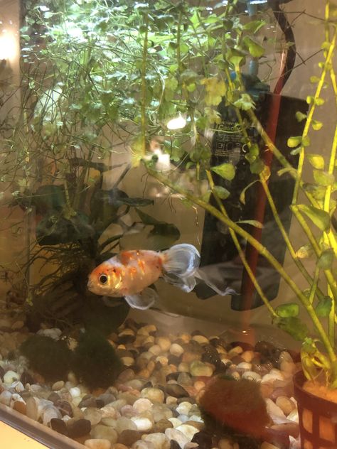 Aquarium Aesthetic Home, Pet Fish Aesthetic, Aesthetic Aquarium, Medium Aesthetic, Aquarium Aesthetic, Mud Hut, Fish Tank Themes, Beatnik Style, Goldfish Tank