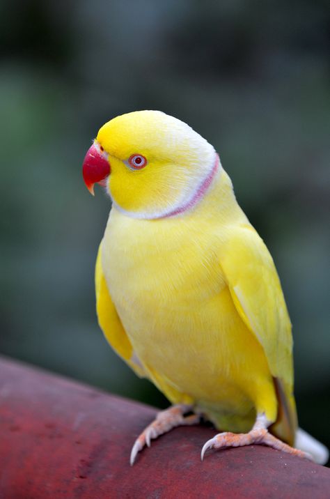 Rose-ringed parakeet Yellow mutation for more information about this lovable birds visite our site Ring Necked Parakeet, Image Zen, Yellow Animals, Colorful Parrots, Most Beautiful Birds, Parrot Bird, Funny Birds, Bird Pictures, Exotic Birds