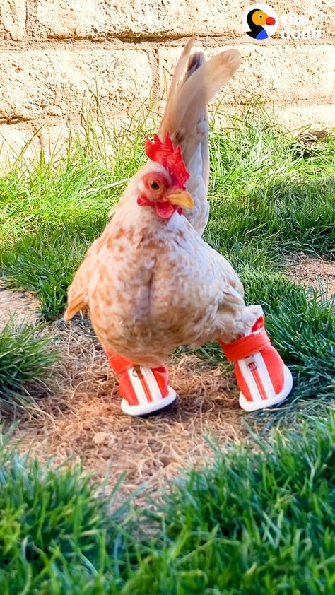 Chicken Shoes, Babysitting Hacks, Chicken Clothes, Nursery Games, Chicken Bird, Chicken Garden, Cute Chickens, Chicken Humor, Pet Chickens