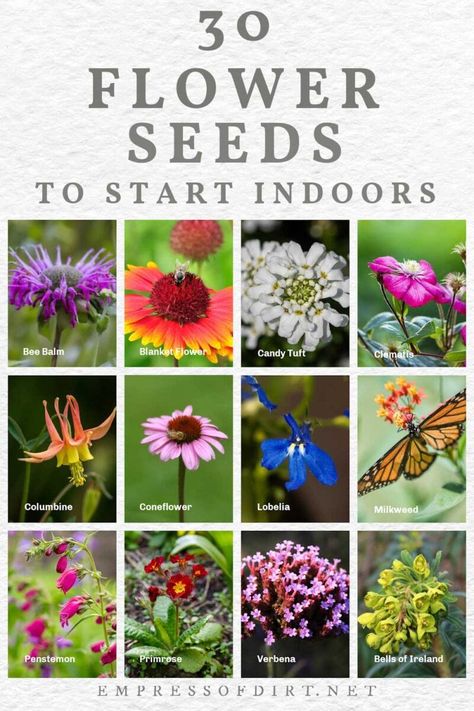 Seeds To Start Indoors, Starting Flowers From Seeds, Seed Starting Calendar, Seed Planting Guide, Planting Flowers From Seeds, When To Plant Seeds, Growing Sunflowers, Cut Flower Farm, Planting Calendar