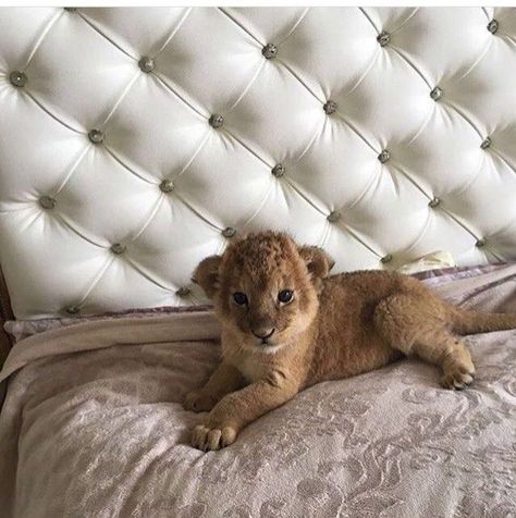 Millie Aesthetic, Pet Lion, Baby Tigers, Baby Cubs, Lion Cubs, Wild Baby, Animal Icon, Pet Tiger, Most Beautiful Animals